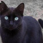 Schwarze Katze mit verletztem Ohr