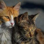 2 streunende Katzen auf Sardinien