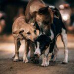 3 Hunde auf Sardinien am Abend