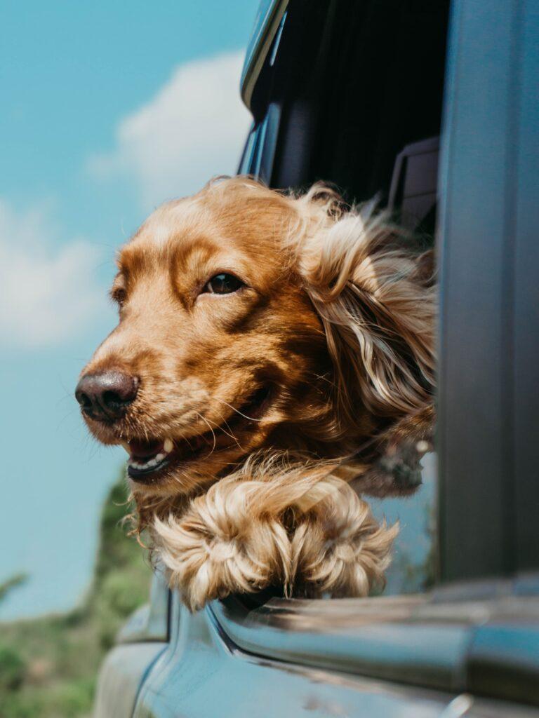 Hund auf der Reise