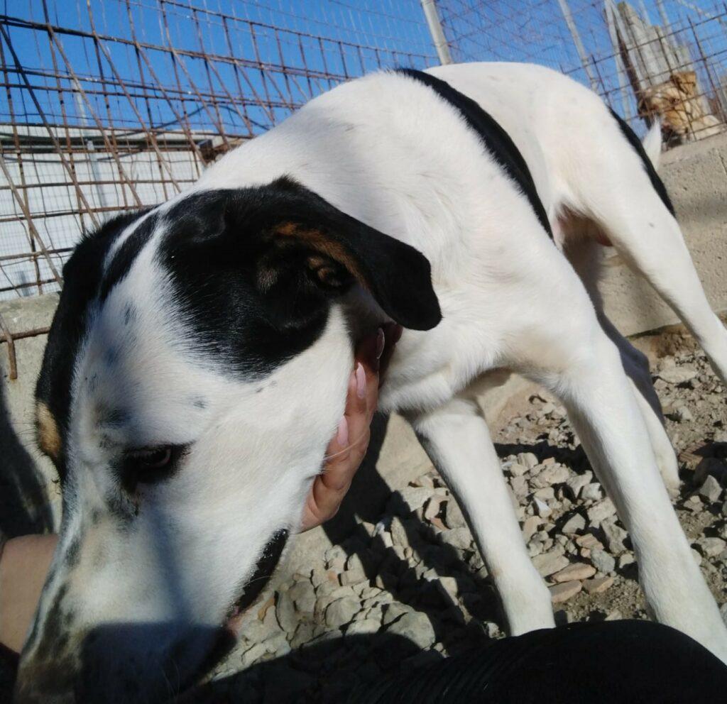 Hund in Vermittlung bei PfotenFreunde Sardinien e.V. - Solomon