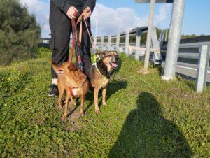 Hund in Vermittlung bei PfotenFreunde Sardinien e.V. - Minnie und Birba