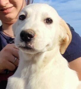 Hund in Vermittlung bei PfotenFreunde Sardinien e.V. - Jack