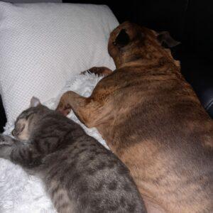 Miss mit Hund