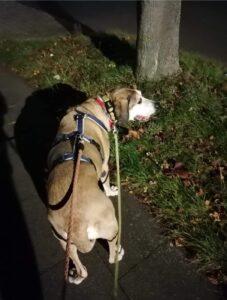 12-23_Mazzini_PS4 (1)