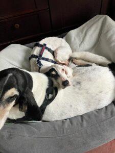 Giulietta_Sternenpfote_2