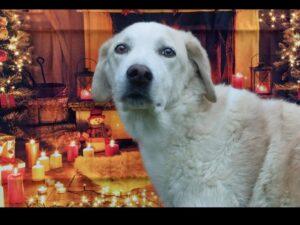 12_24_Romualdo 4