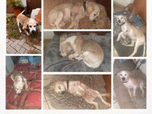 Sternenpfote_Camilla