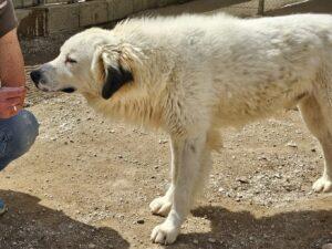 04-25_Raji11b