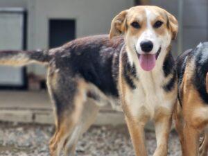 04-25_Rocco1b