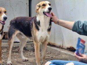 04-25_Rocco2b