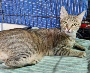 Catella_042025_1
