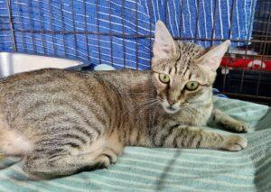 Catella_042025_2