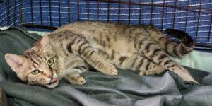 Catella_042025_4