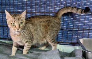 Catella_042025_5