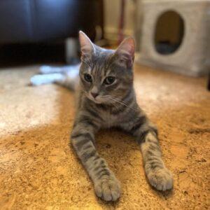 Etta home 3