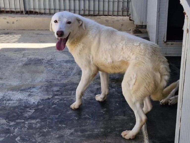 Gitano