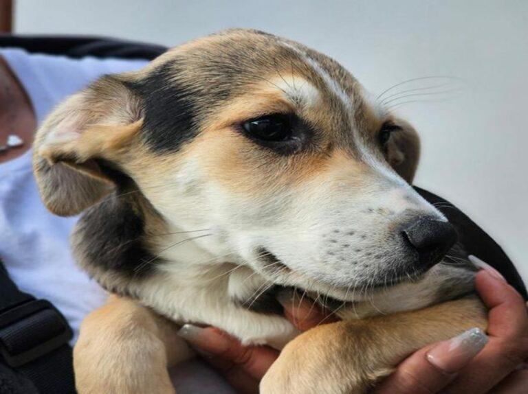 Roxy
