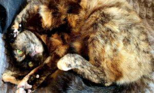 Francy_PS_05-26_5