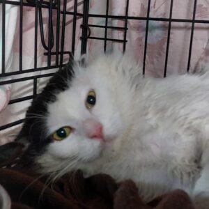 IMG-20250618-WA0013