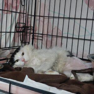 IMG-20250618-WA0014