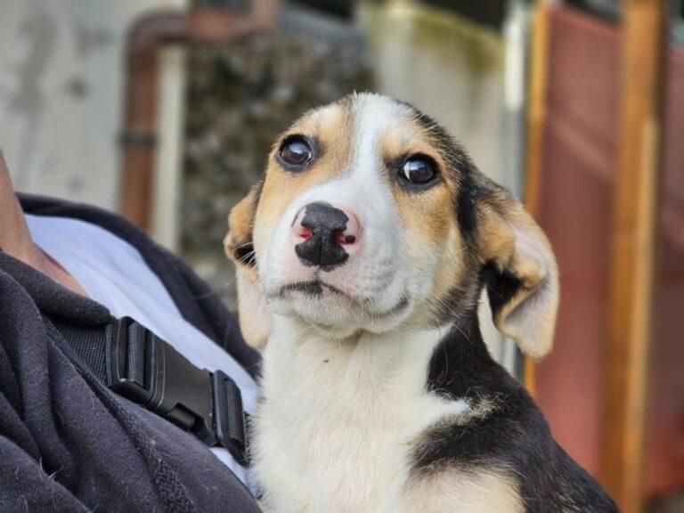 Rocco