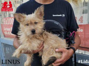 07-25_Linus_5