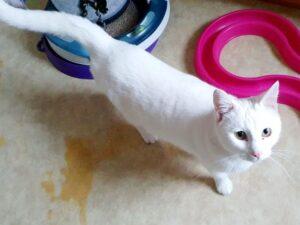 Filippa_PS_2025-12_4