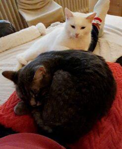 Filippa_PS_2025-12_7