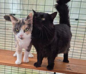 Romina_Angela_10.2025