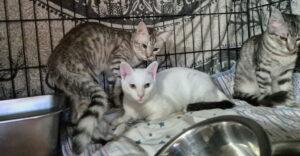 Molly Mino Minnie 17.10