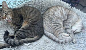 Molly und Sebastian_PS_26-09_01
