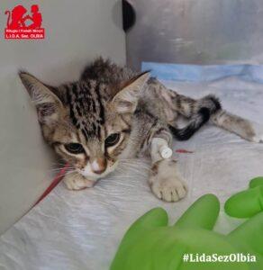 Monda LIDA 2
