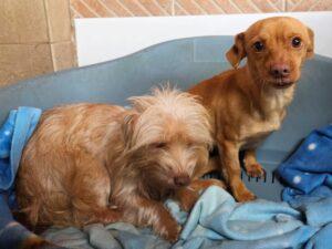 01-26_Molly&Spilla3b