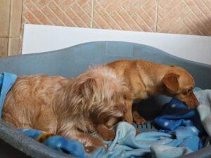 01-26_Molly&Spilla4b