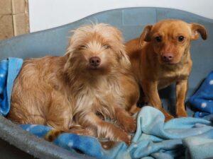 01-26_Molly&Spilla5b