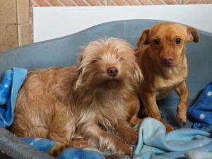 01-26_Molly&Spilla7b