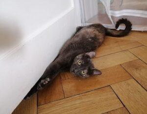Savina_09.2026_3