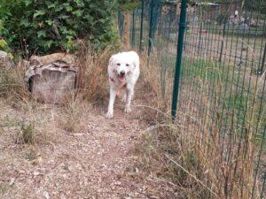 Leoncino-08-2026-1