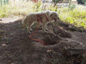 Leoncino-08-2026-2