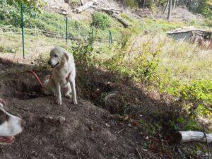 Leoncino-08-2026-4