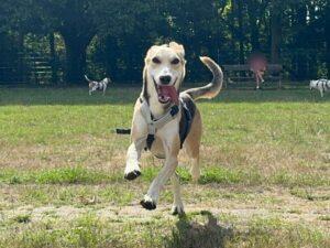 Roxy-28-08.-26-11