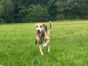 Roxy-28-08.-26-8