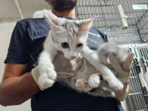Stella_26-08_1