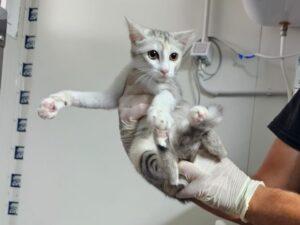 Stella_26-08_2