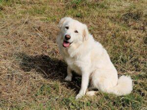 Leoncino-08-2026-5
