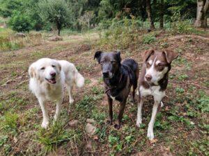 Leoncino-08-2026-6