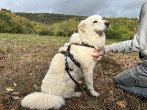 Leoncino_082026_1