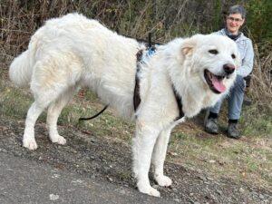 Leoncino_082026_3