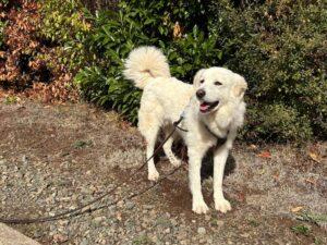 Leoncino_082026_5